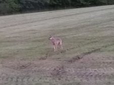 Wolf auf Feld