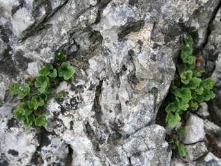 Zechstein-Fels mit typischem Farn (Mauerraute)