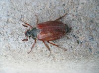 Maikäfer an der Bohrstelle Maikäfer an der Bohrstelle