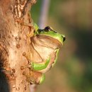 Amphibien in Hessen