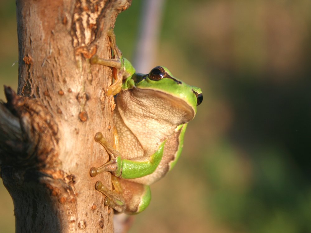 Laubfrosch_Geske2009.jpg