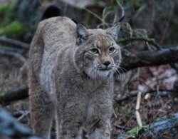 luchs_300x235.jpg