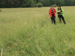 Erfassung und Bewertung der Grünlandvegetation einer Daueruntersuchungsfläche im Rahmen der HLBK