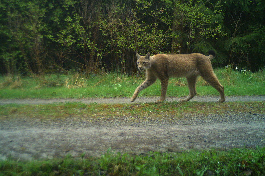 Luchs tappt in Fotofalle