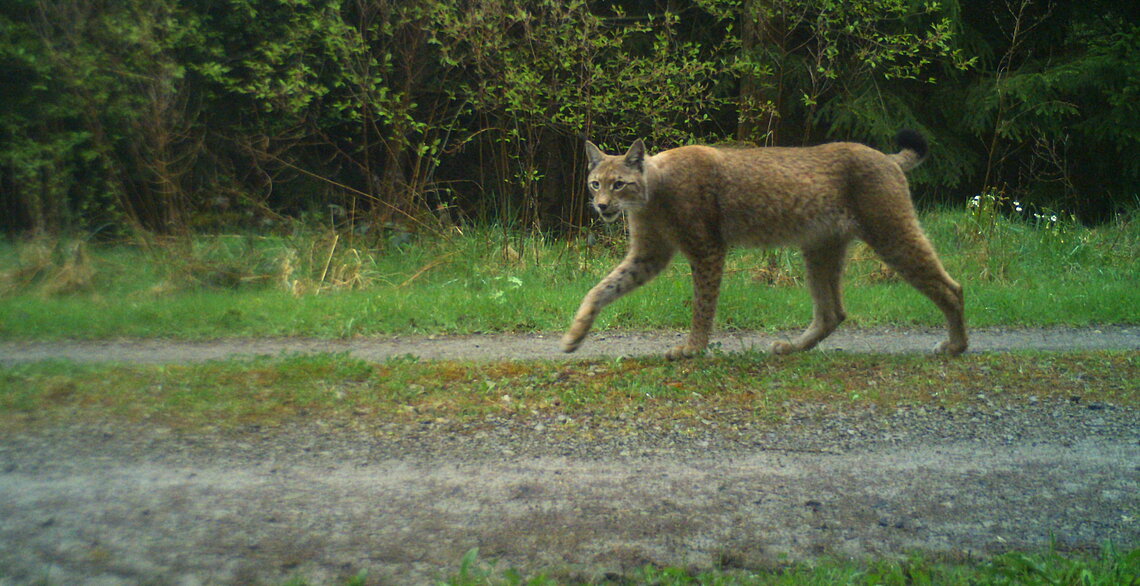 Luchs tappt in Fotofalle