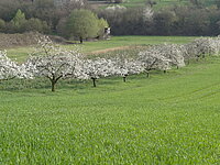 Blühende Obstbäume