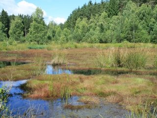 Moorsee im Burgwald