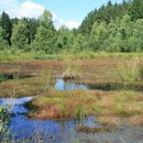Moorgewässer im Burgwald mit Wald im Hintergrund