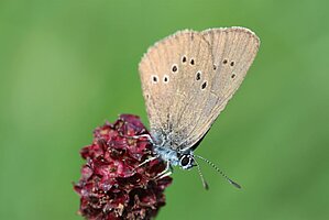 Ein Ameisenbläuling sitzt auf der Blüte des Großen Wiesenknopfs