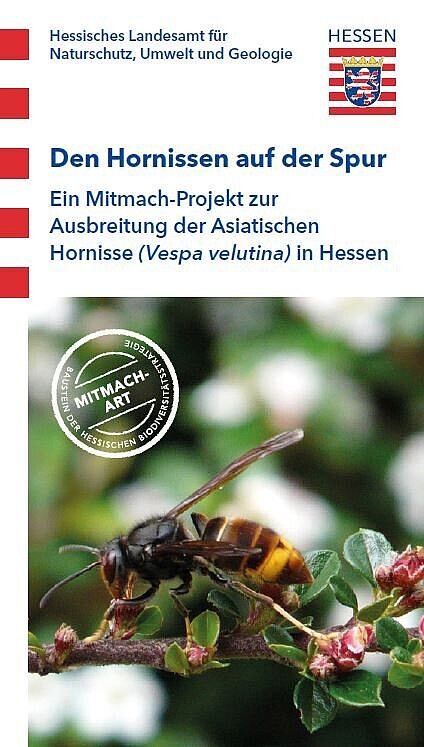 Titelbild der HLNUG-Publikation den Hornissen auf der Spur