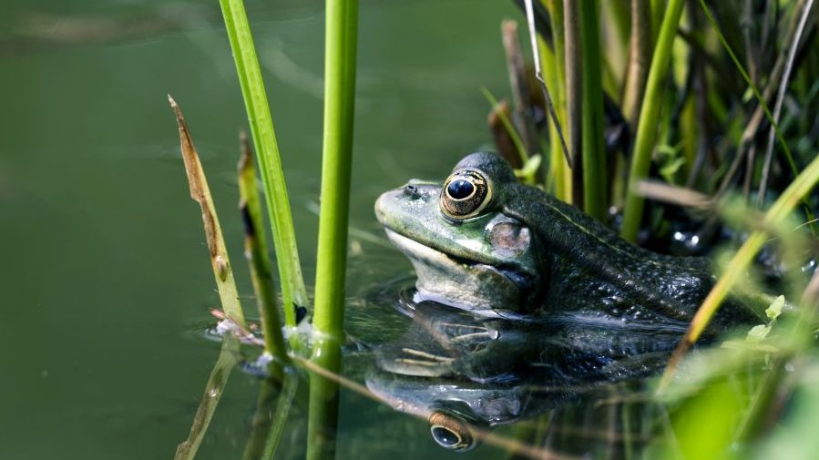 Teichfrosch_AdobeStock_C_Schuessler.jpg