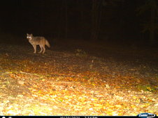 211023_Oestrich_Winkel_Rheingau-Taunus_Kreis_Wolf.JPG