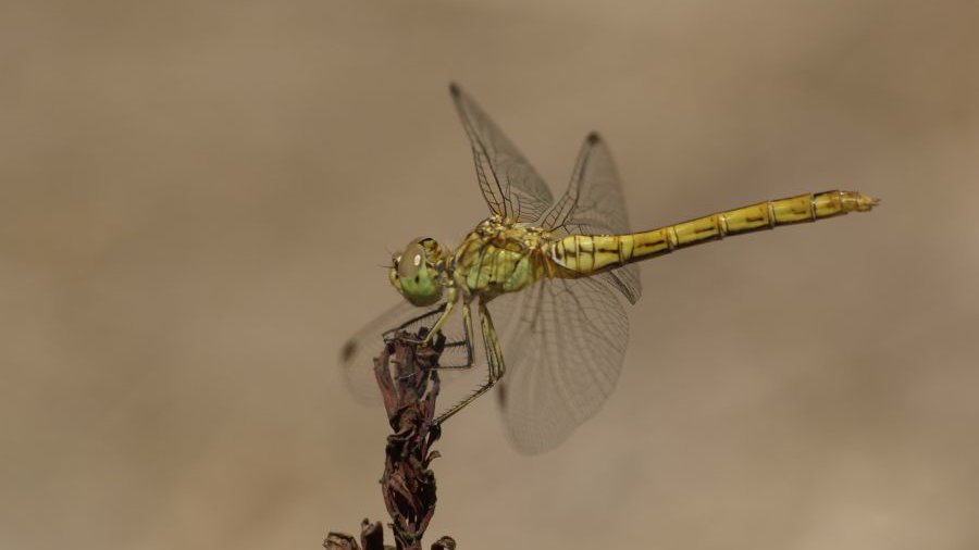 Libellen in Hessen Fotolia_GrueneKeiljungfer_Jademacro.jpg