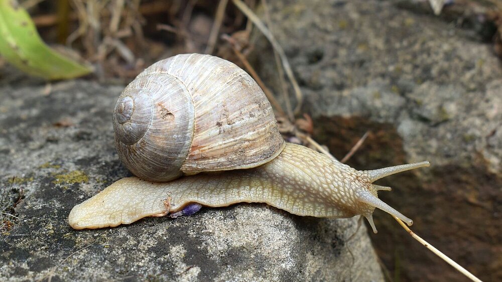 Weinbergschnecke1_Geske2019.jpg
