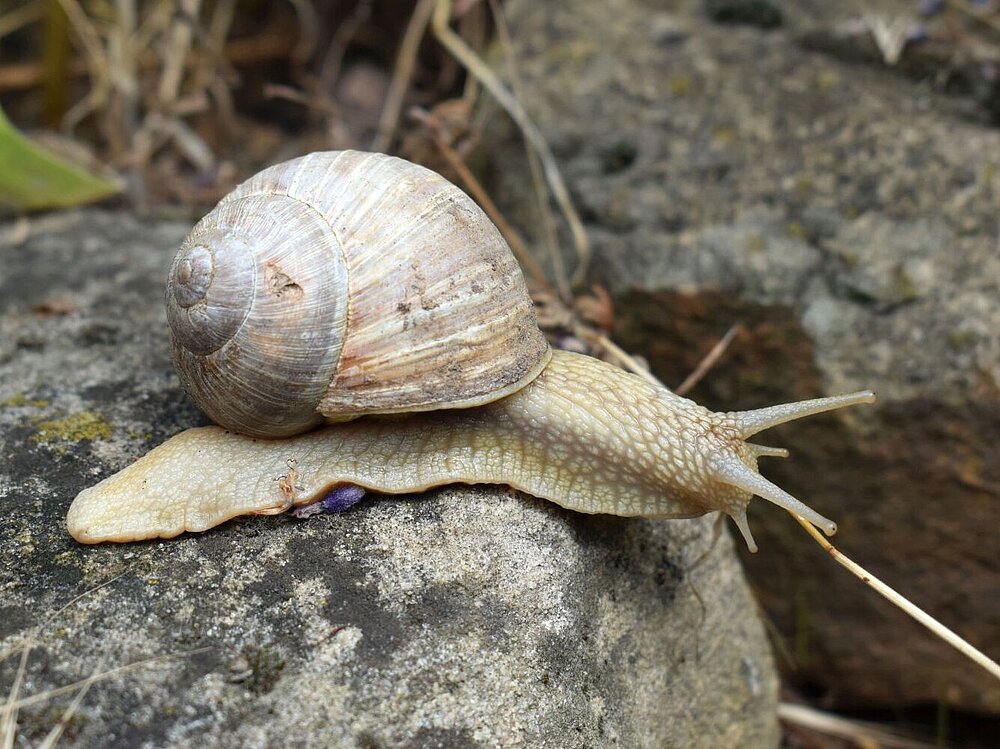 Weinbergschnecke1_Geske2019.jpg