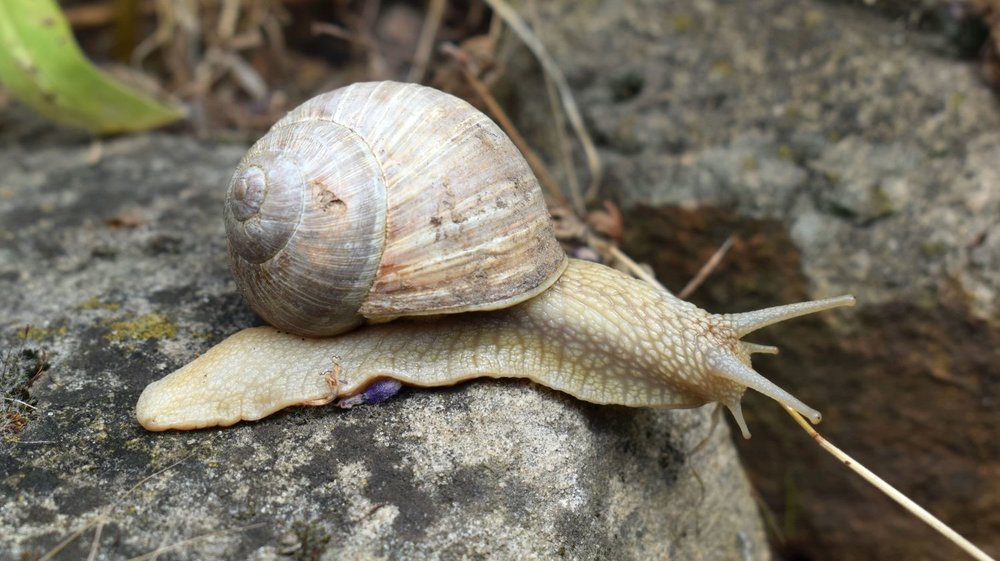 Weinbergschnecke1_Geske2019.jpg