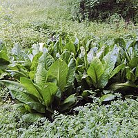 Geske_Lysichiton.jpg