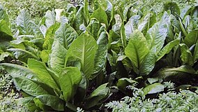 Geske_Lysichiton.jpg
