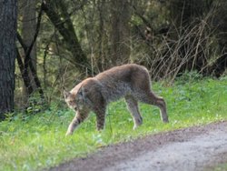 01_E_Luchs-Projekt-Uni-Goettingen-HLNUG-702x527.jpg