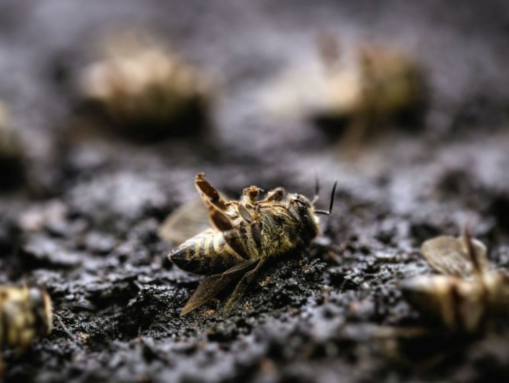 Insektensterben in Hessen AdobeStock_268425293_RHJ.jpg