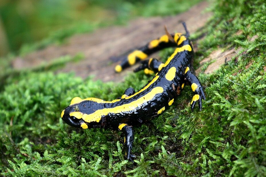 Feuersalamander