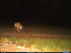 211017_Oestrich_Winkel_Rheingau-Taunus-Kreis_Wolf.JPG