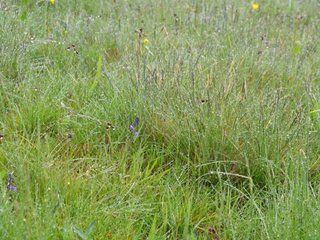 Borstgras mit Regentropfen in einem Kreuzblümchen-Borstgrasrasen