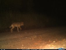 Wolf auf Weg im Dunkeln