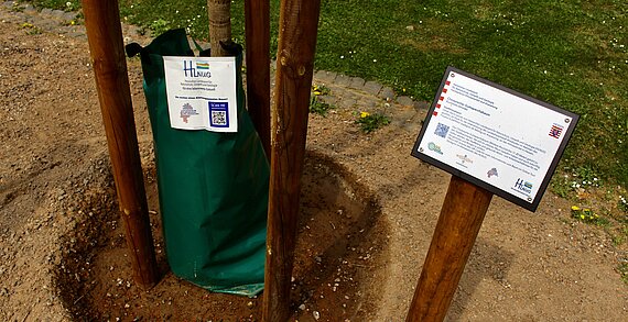 Chinesischer Guttaperchabaum mit Bewässerungssack und Hinweisschild