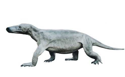 Modell des Cynodontiers ("hundezahnähnlicher") Procynosuchus