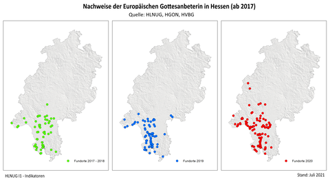 Europäische Gottesanbeterin in Hessen ab 2017