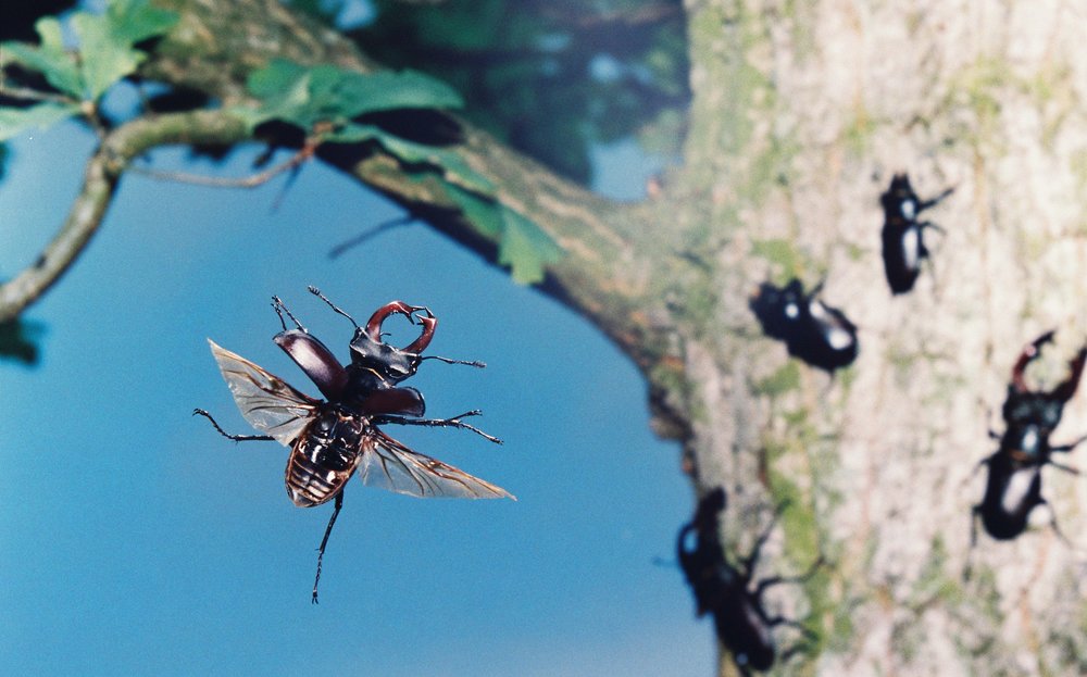 Fliegende Hirschkäfer in Hessen