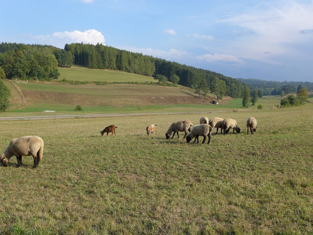 Schafsherde in der Rhön