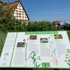 Tafel_Ackerwildkraeuter.jpg