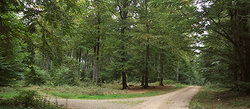 s500-8-Buchenwald_7-2009.jpg