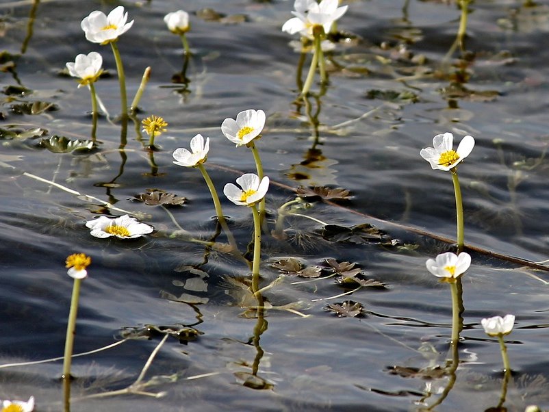 Flutender Wasserhahnenfuß