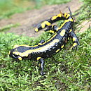Feuersalamander1_Geske2015.JPG
