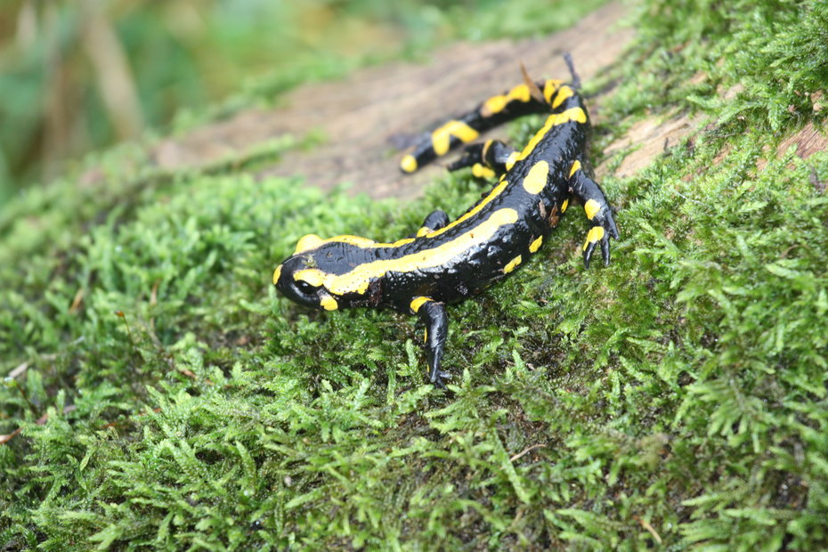 Feuersalamander