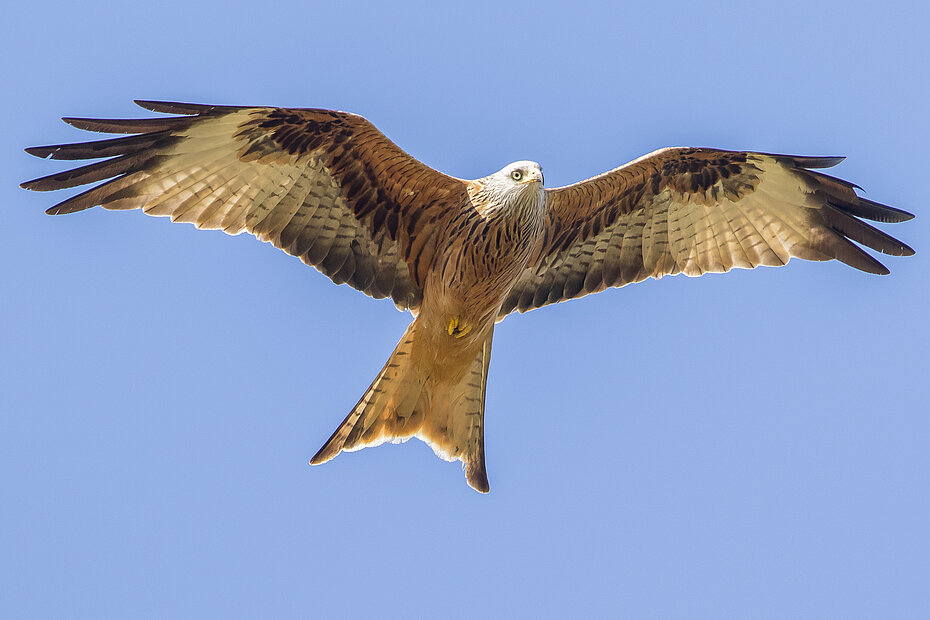 fliegender Rotmilan