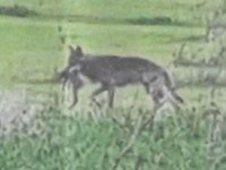 Wolf auf dem Feld mit Beute im Maul