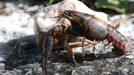 Krebse und Mollusken AdobeStock_Edelkrebs_PetraBarz_800.jpg