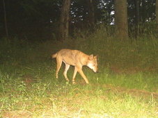 Wolf am Waldrand