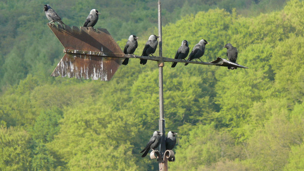 Vogelschutzwarte für Hessen Dohle 005.jpg