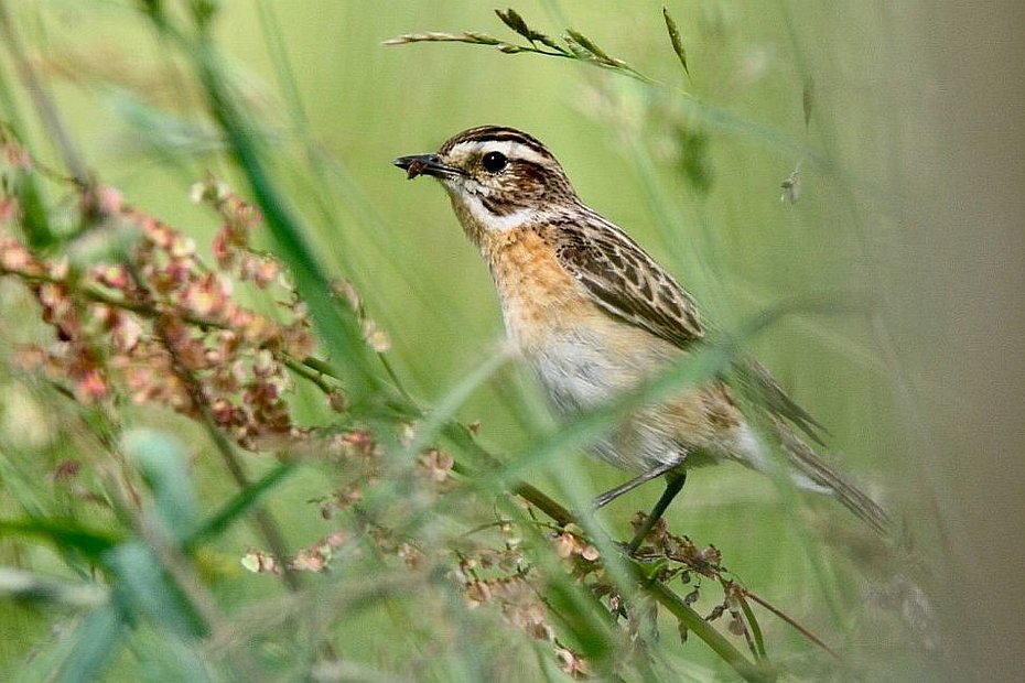 Braunkehlchen