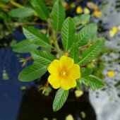 Ludwigia_grandilfora.JPG