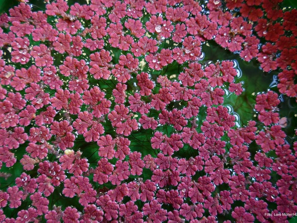 Azolla filiculoides IUW_Pflanzen_Azolla_filiculoides_Moeller.jpg