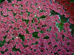 IUW_Pflanzen_Azolla_filiculoides_Moeller.jpg