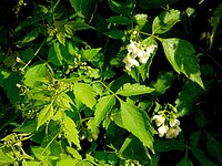 1280px-Cardiospermum_grandifl_Gomera_flower.jpg