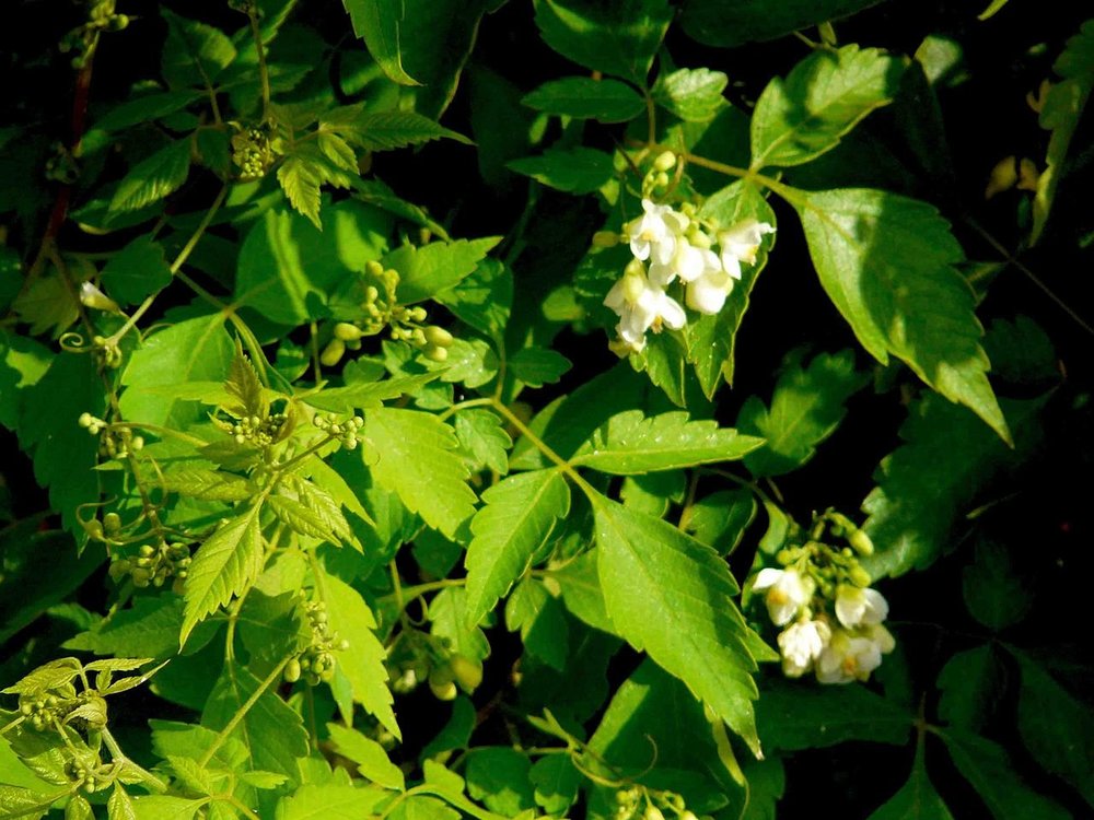 1280px-Cardiospermum_grandifl_Gomera_flower.jpg