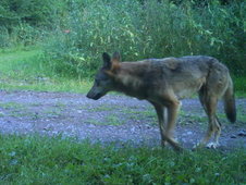 Wolf auf Feldweg